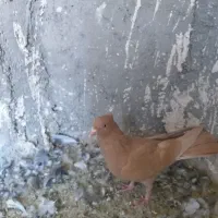کفتر ماده زرد بهبهانی