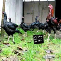 تخم مرغ لاری اصل|حیوانات مزرعه|خمام, |دیوار