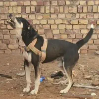 سگ نگهبان|سگ|تربت جام, جامرود|دیوار