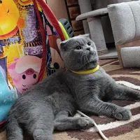 جفت گیری گربه