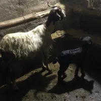 بز به همراه بزغاله|حیوانات مزرعه|ثمرین, |دیوار