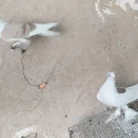 کبوتر قشنگ|پرنده|خورموج, |دیوار