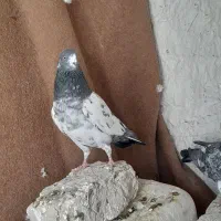 پاکستانی|پرنده|کرباسک, |دیوار