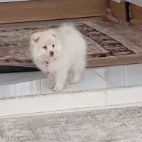 سگ پامر میکس|سگ|یاسوج, |دیوار