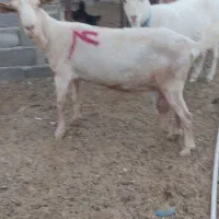 بزتک چین شده سانن