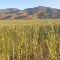 ۳ هکتار زمین کشاورزی مناسب سرمایه گذاری