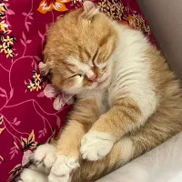 گربه|گربه|خوی, |دیوار