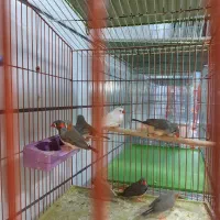 پرنده فروشی ققنوس|پرنده|دوگنبدان, |دیوار