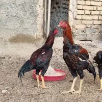 خروس لاری ۷ ماهه