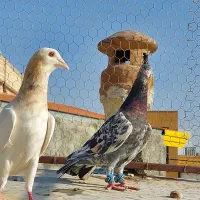 هفرنگ پرنده|پرنده|قزوین, |دیوار