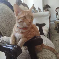 گربه گمشده|حیوانات|سبزوار, کوی بهار|دیوار