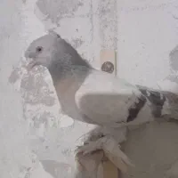 کبوتر|پرنده|شیراز, رکن‌آباد|دیوار