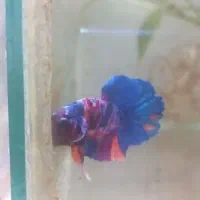 بتا،فایتر|ماهی|سیاهکل, |دیوار