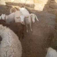 تعدادی بز و بزقاله سانن ودورگ سانن ومیش بره