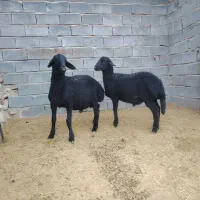 بره قوچ همو و هترو|حیوانات مزرعه|کمیجان, |دیوار