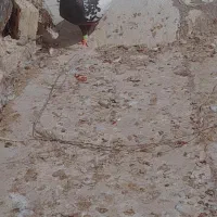 ۲نر سینه سیاه دوری سفت سالم