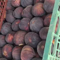 انجیر درجه یک