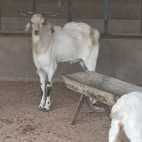 پازن یک ساله سانن