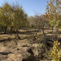 2000متر باغ ویلا سند دار|فروش زمین و ملک کلنگی|زرندیه, |دیوار