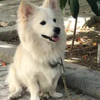 سگ میکس اشپیتز ژاپنی