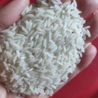فروش 200 کیلو برنج طارم هاشمی درجه یک