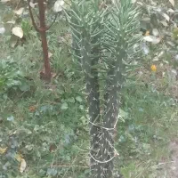 گل کاکتوس|گل و گیاه طبیعی|کردکوی, |دیوار