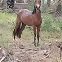 کره مادیان یک سال نیم