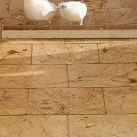 کفتر فروشی|پرنده|مشکین‌دشت, |دیوار