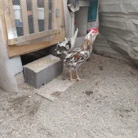 خروس گلین لری