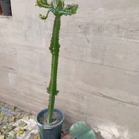 کاکتوس آمریکایی