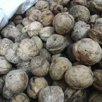 گردو سرا و عسل طبیعی|خوردنی و آشامیدنی|قم, دانش|دیوار