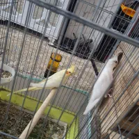 عروس هلندی با جوجه|پرنده|بندرعباس, |دیوار