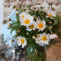 بابونه.   کارگرم دنبال کارم