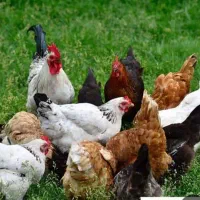 پناهنده|خوردنی و آشامیدنی|سوق, |دیوار