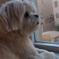فروش فوری شیتزو ۳ ساله