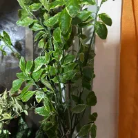 گل خانگی|گل و گیاه طبیعی|رشت, باهنر|دیوار