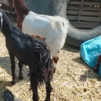 5تا کهره