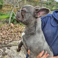 فرنچ بولداگ ماده