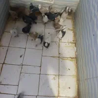 کبوتر|پرنده|پاپی, |دیوار