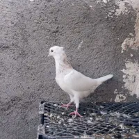 حیون طوقی نر پرشی|پرنده|مشهد, شهید علی محمدی|دیوار