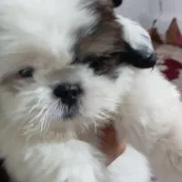 شیتزو سوپر فلت نر|سگ|کاشمر, |دیوار