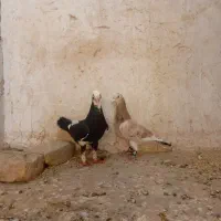 دوعد نرع فروشی