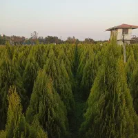 کامیس نوکدار....گلدان