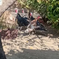 بوقلمون ماده|حیوانات مزرعه|ابهر, |دیوار