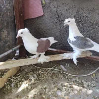 پشت سرخ گلی پرپا|پرنده|تربت‌حیدریه, شهید بهشتی|دیوار