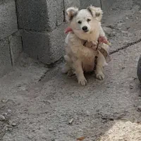 سگ پاه کوتا