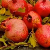 کارت سوخت گم شده  به نام اسلام وطن دوست