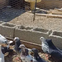 بوم پرشی|پرنده|اصفهان, سرشبادران|دیوار