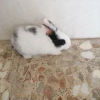 بچه خرگوش دورنگه خوشگل|موش و خرگوش|خورموج, |دیوار