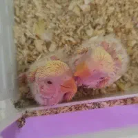 ۲ عدد جوجه طوطی برزیلی سرلاکی رنگ زرد ۲۰ روزه|پرنده|فردیس, قریشی|دیوار